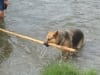 Three Legged German Shepherd Jerry Look-Alike Rocco