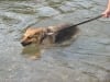 Three Legged German Shepherd Jerry Look-Alike Rocco
