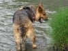 Three Legged German Shepherd Jerry Look-Alike Rocco