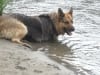 Three Legged German Shepherd Jerry Look-Alike Rocco