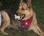 Three legged cancer survivor Rocco dog