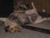 Dog cancer survivor Rocco