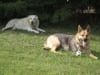 Three legged cancer survivor Shepherd Rocco