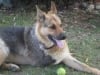 Three legged cancer survivor Rocco