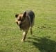 Rocco, three legged cancer survivor