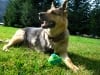 Three legged German Shepherd dog Rocco