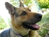 Three legged German Shepherd dog Rocco