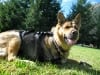 Three legged German Shepherd dog Rocco