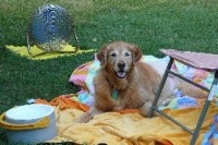 Bailey enjoys the outdoors Bailey enjoys the outdoors