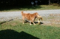 Bailey and toy after surgery