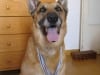 Israel's Star, K9 Unit Hero