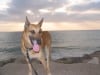 Star, Israeli IDF K9 Unit hero