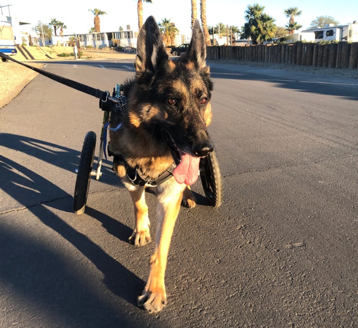 three legged German Shepherd in wheelchair