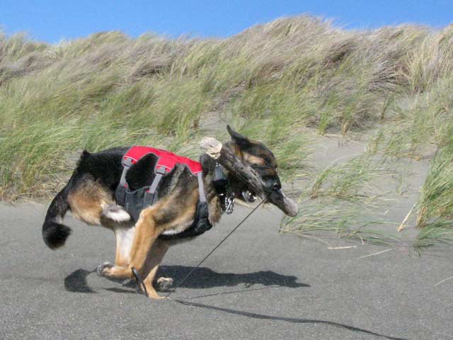 Tripawd, dog, german shepherd, three-legged