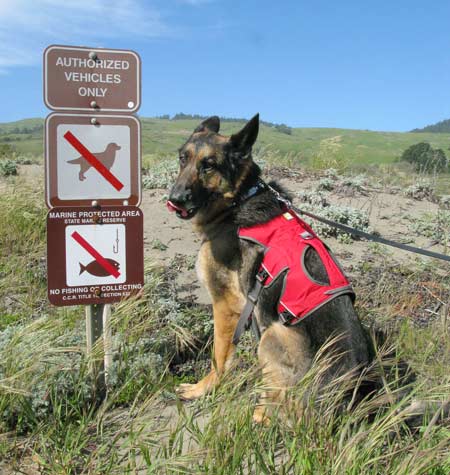 Tripawd, dog, german shepherd, three-legged