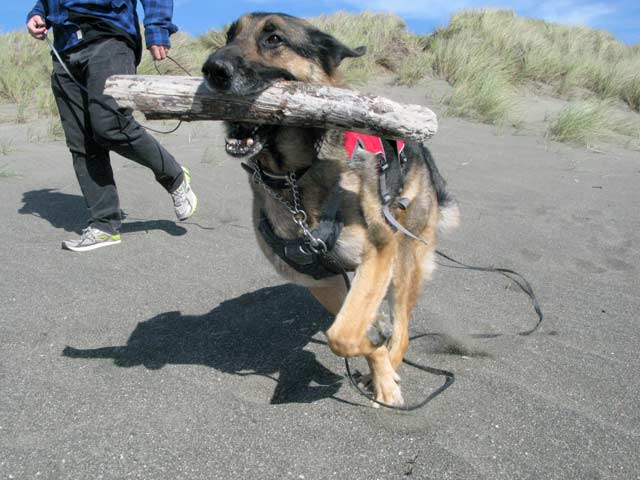 Tripawd, dog, beach, play