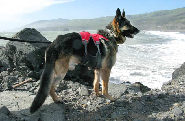 Tripawd, dog, german shepherd, swims