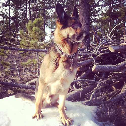 tripawds wyatt in rocky mountain snow