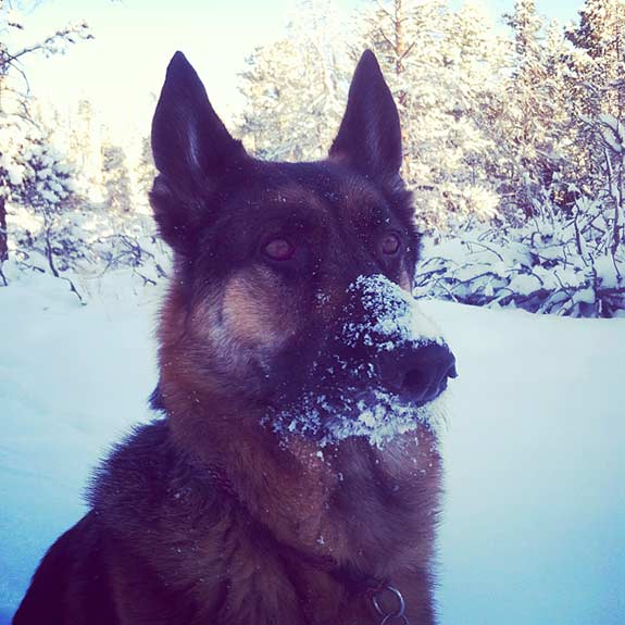 tripawds wyatt in rocky mountain snow