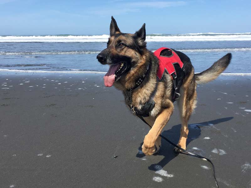 Wyatt runs on Beach in Eureka, CA