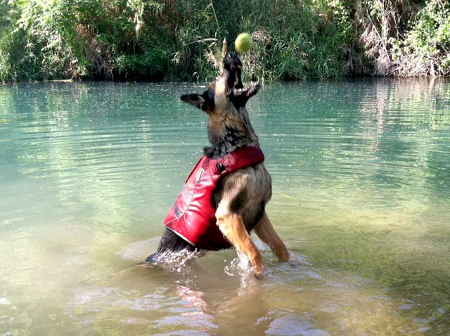 Tripawd GSD Wyatt Swims in Comal River