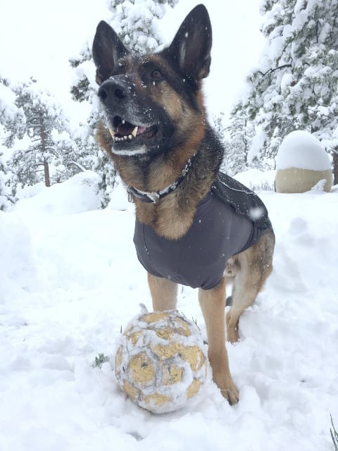 German Shepherd, Tripawd, snow, Colorado, Mayuary