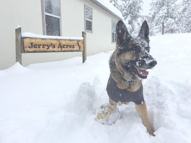 German Shepherd, snow, Colorado, Mayuary