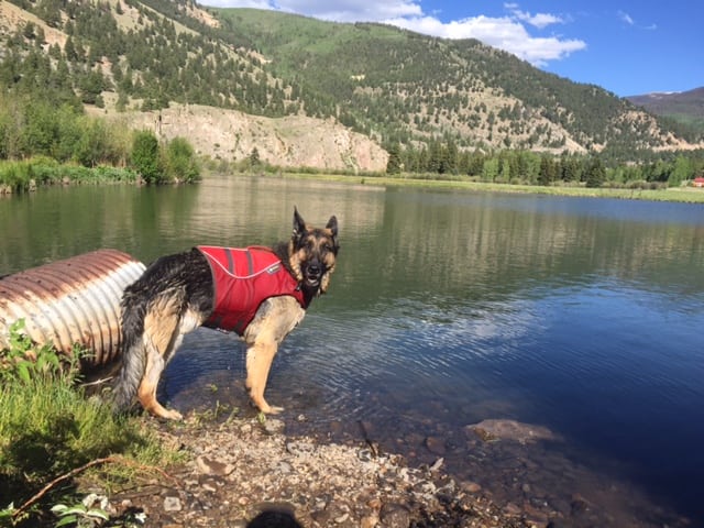 German Shepherd, Tripawd, three-legged