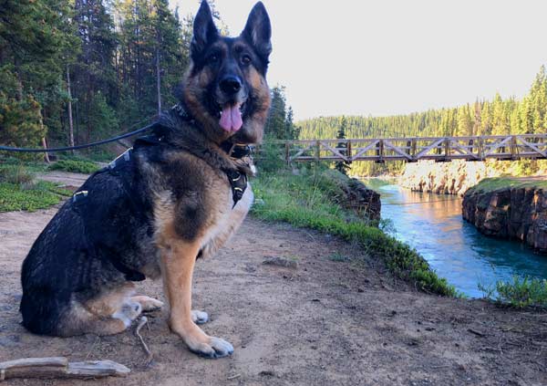 Tripawd in Alaska