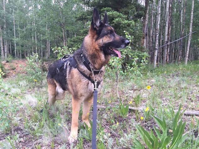 German Shepherd, Tripawd, three-legged