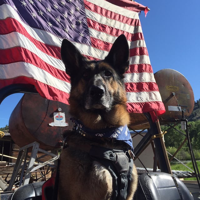 German Shepherd, Tripawd, three-legged