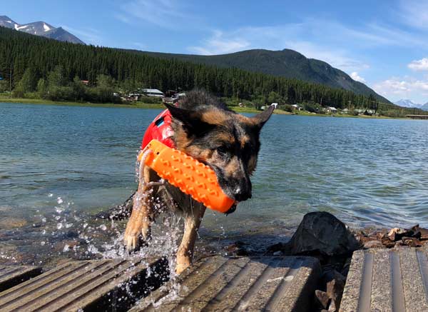 Wyatt swims at Carcross, Yukon