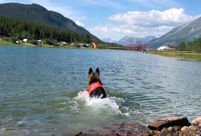 Wyatt swims at Carcross, Yukon