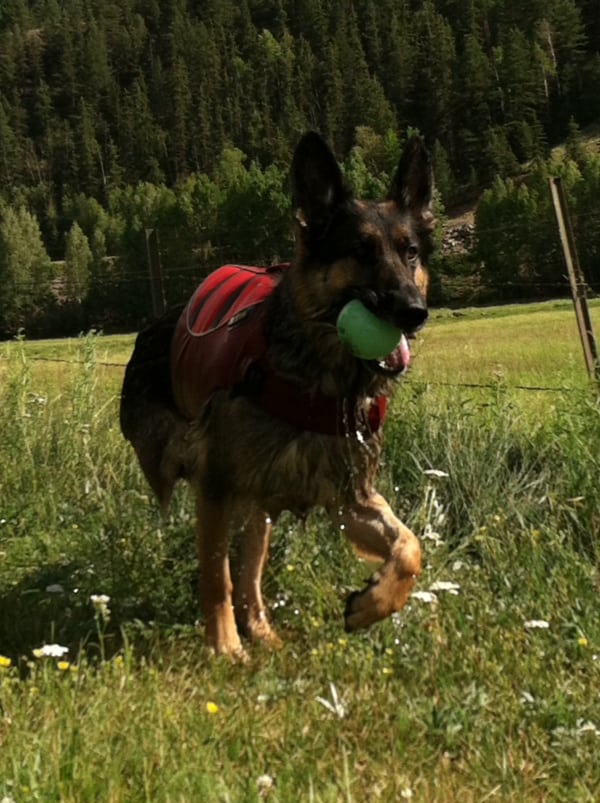 three legged German Shepherd swims and catches ball