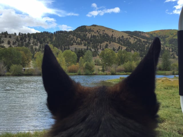 German Shepherd, Tripawd, Lake City, Colorado