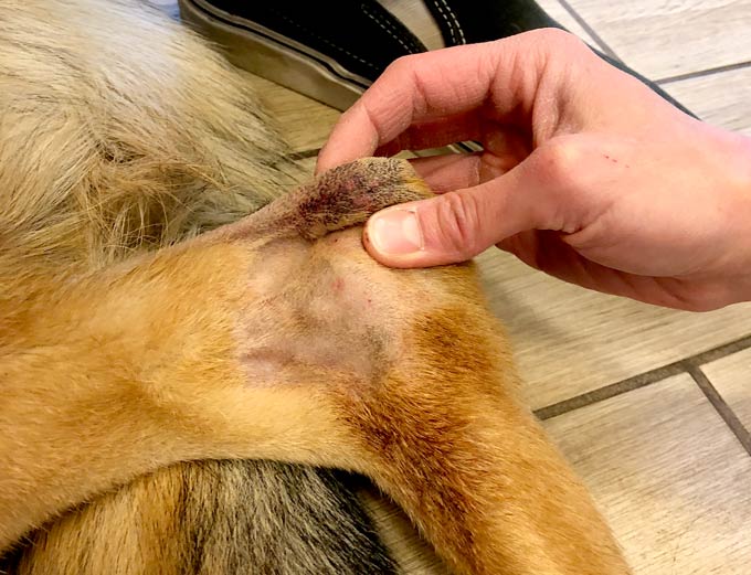 Tripawd arthritis surgery healing