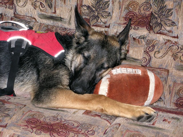 Tripawd, German Shepherd, three-legged, dog