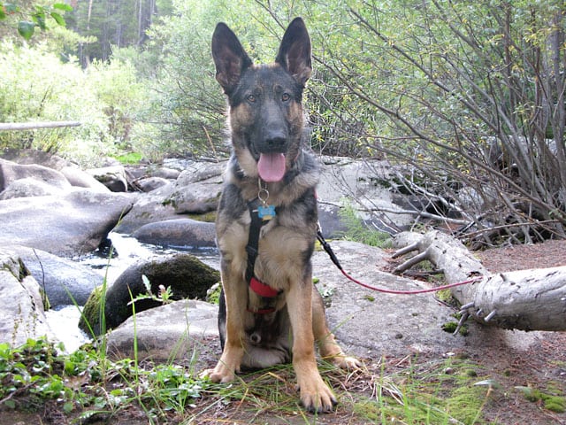 Three legged amputee Shepherd sits