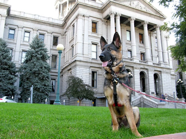 Wyatt Standing Guard at Denver CO Capitol  Building