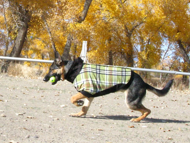 3 legged dog outlet sweater