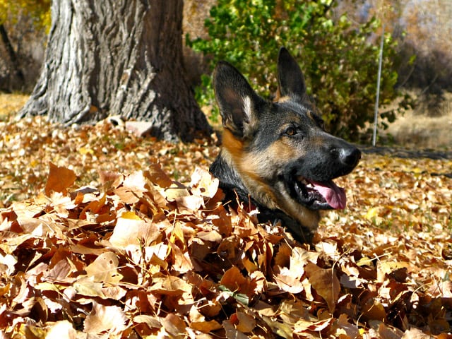 #PinnacleHealthyPets, German Shepherd, food, kibble