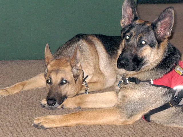 three-legged German Shepherd dogs