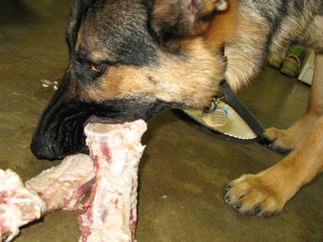 dog eating raw turkey