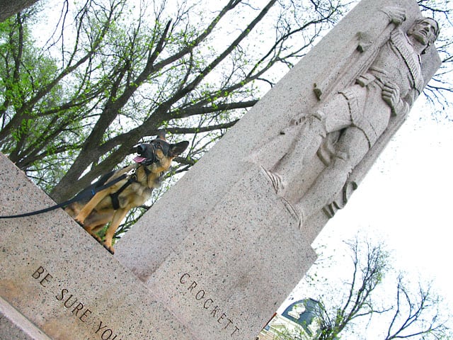 Three legged German Shepherd Wyatt seen in Ozona, TX