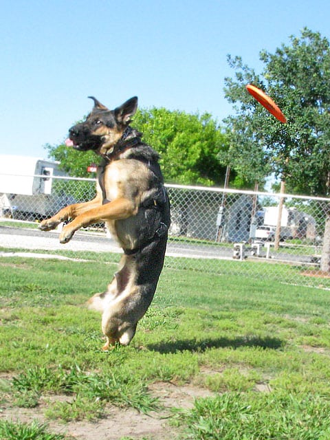 Wyatt leaps too high for Frisbee