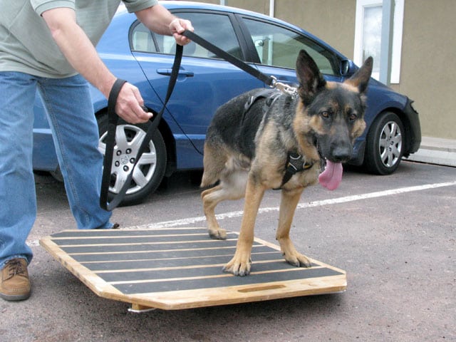 wyatt three legged dog exercises on homemade buja board