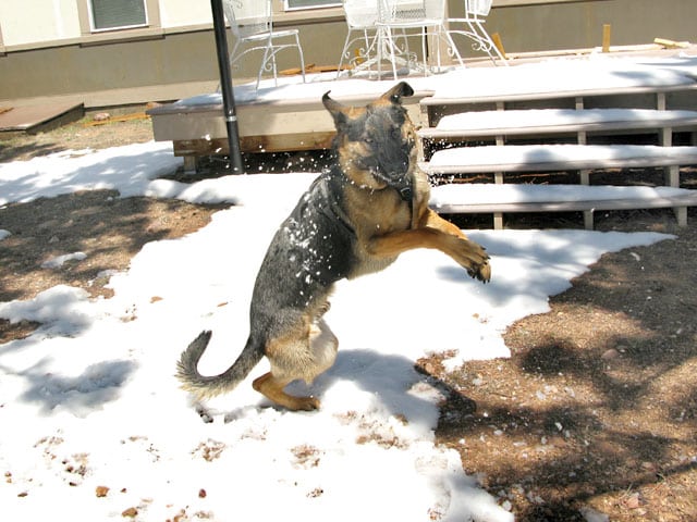 Wyatt plays in snow back at Jerry's Acres