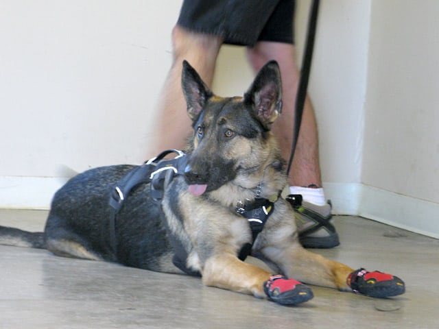 wyatt makes face at dog in training class