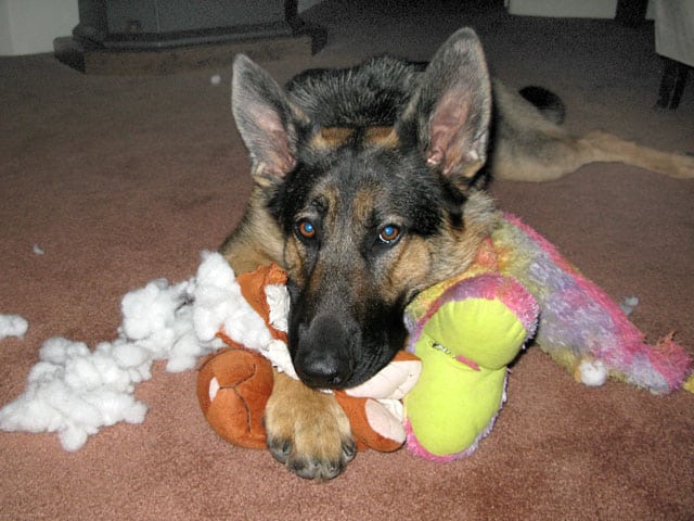 wyatt destuffs bunny and tries to look cute