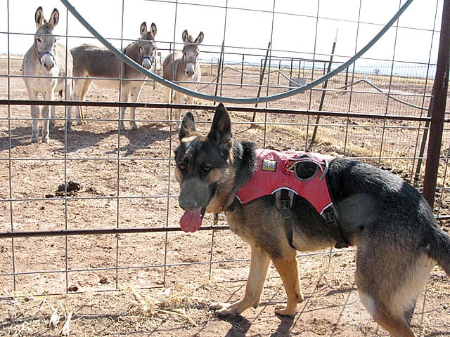 Wyatt meets the Ranch Donkeys